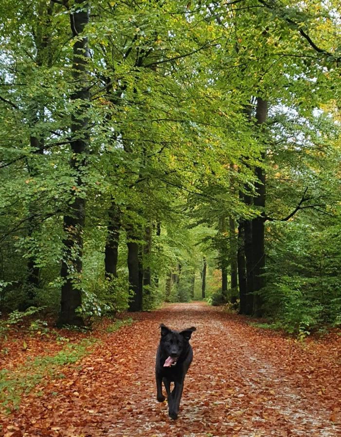 Luxe Zomerwoning Met Omheinde Tuin Voor Hond En Kinderen Dirkshorn 외부 사진